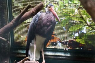 Ciconia stormi - Höckerstorch (Stormstorch)